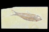 Fossil Fish (Knightia) - Green River Formation #126501-1